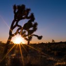 Joshua Tree Sunrise